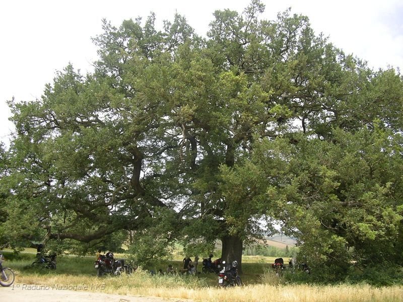 104.JPG - Eccoci qua, sotto un enorme Quercia secolare.