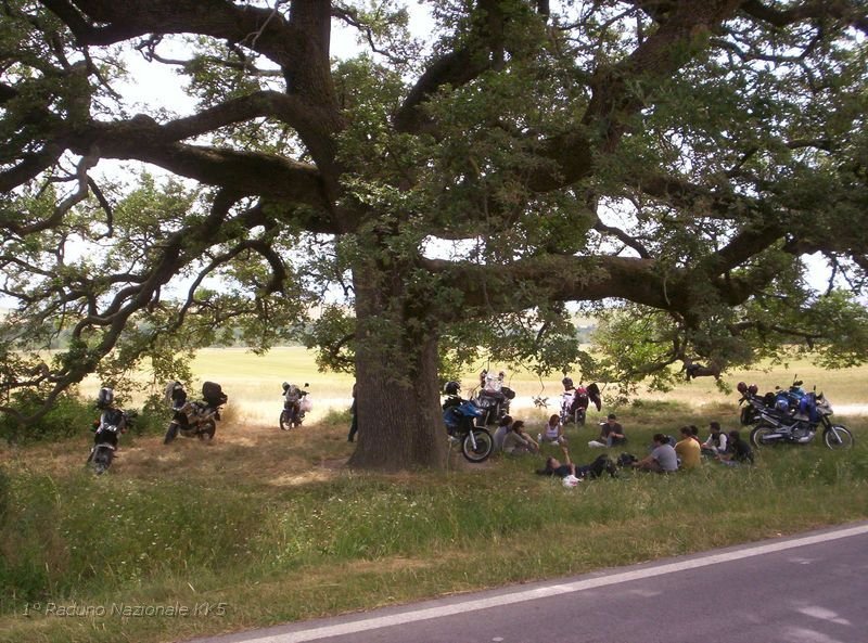 151.JPG - E’ davvero imponente; eppure, la sua imponenza non è data dalla sua altezza o dimensione del tronco, in assoluto. Ci sono alberi che crescono molto di più in meno tempo, ma la quercia non ha quel tipo di crescita, e quando si sta al cospetto di un albero come questo, si percepisce tutta la sua forza e maestosità, e si capisce che ha impiegato secoli per arrivare ad essere così. 
